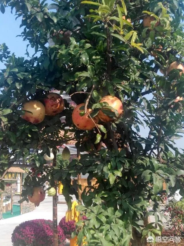 想通过种植什么东西致富，有哪些靠谱的？