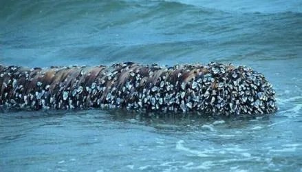 海滩上飘来这 老渔民欣喜若狂!（组图）