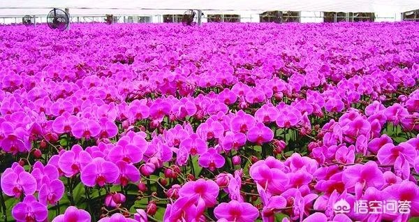 想通过种植什么东西致富，有哪些靠谱的？