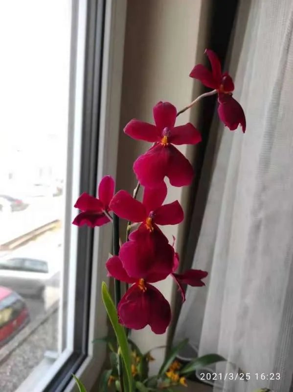 妈妈背着爸爸跟别的男的吃饭逛街旅游,这算正常关系吗？