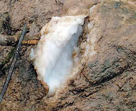 “太岁”究竟是什么神秘“太岁”的真面目