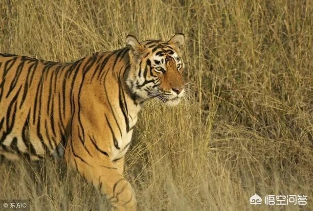 胜之不武是什么动物