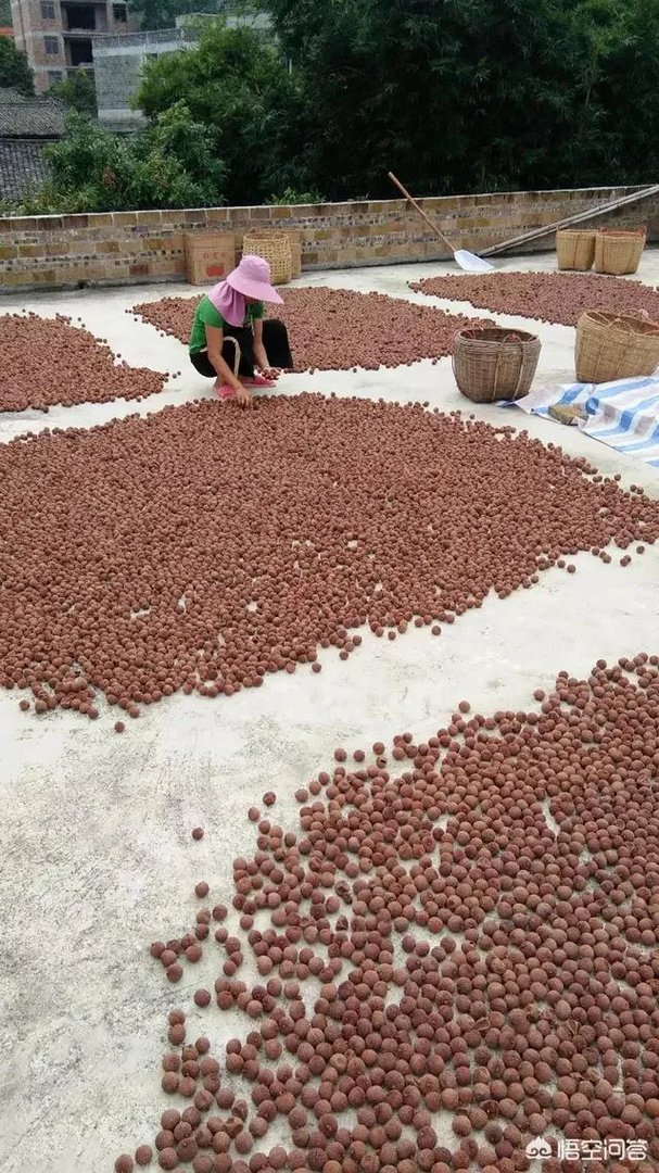 你们农村致富故事有哪些？