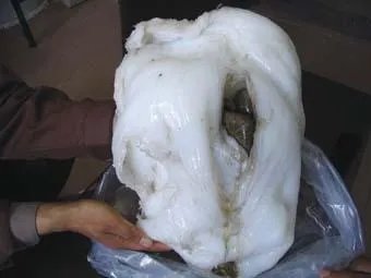 “太岁”究竟是什么神秘“太岁”的真面目