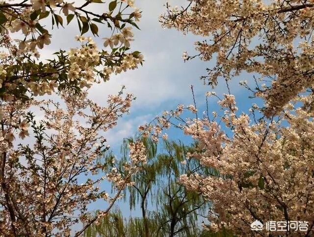 春风十里不如赏花，北京赏花指南是什么？