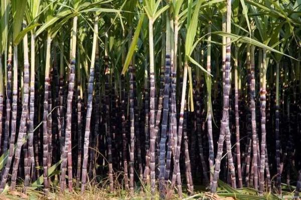 南通被抢甘蔗事件老人说不原谅他们，你支持老人这一观点吗？