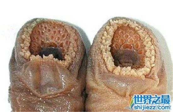 恶心的蓬蓬乳和空空指竟然都是假的，人为ps出来的 