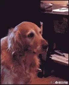 咬死过鸡的金毛会伤人吗？