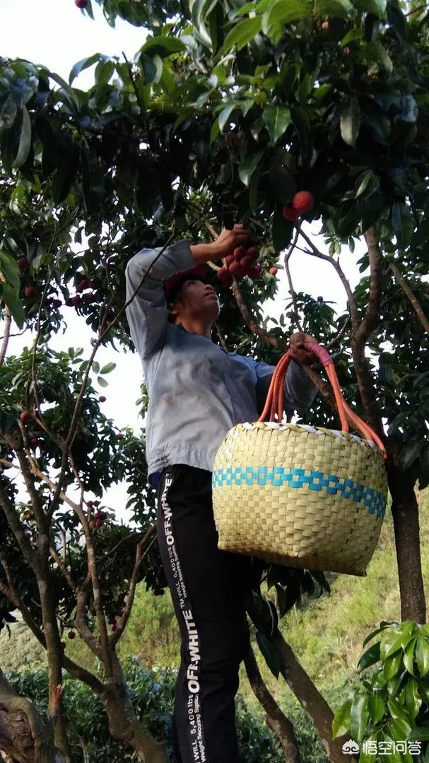 你们农村致富故事有哪些？