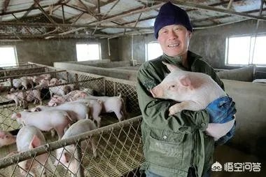 养猪效益怎样？