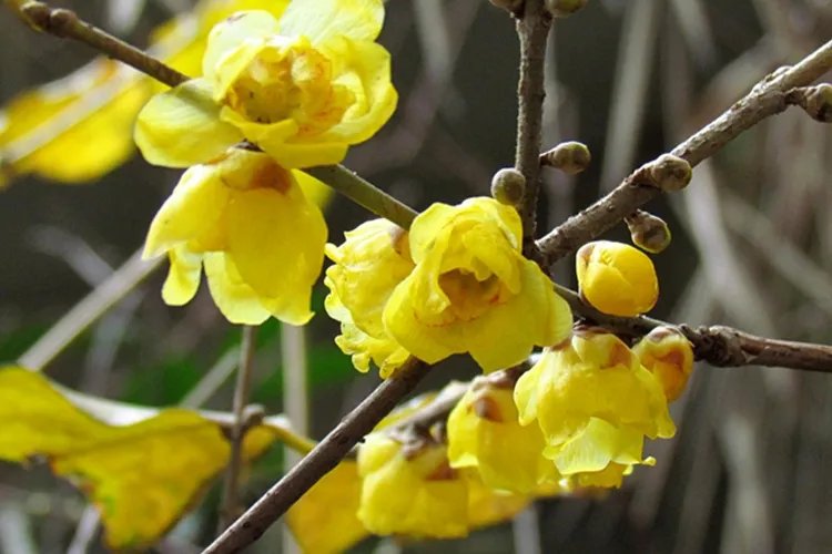 岩马桑中草药图片