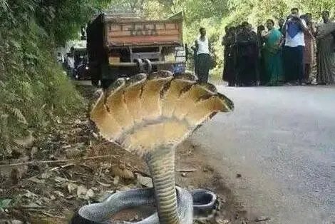 世界上最大的巨型水蛇 森蚺最大有多大