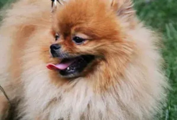 贵阳一男子回家崩溃大哭狗狗秒上前安慰，这一幕给你的最大感触是什么？