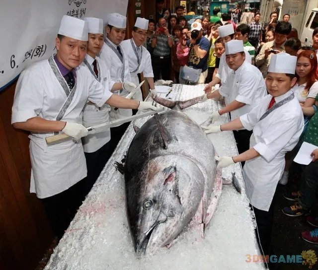 大得难以想象 那些震撼世人的巨型动物