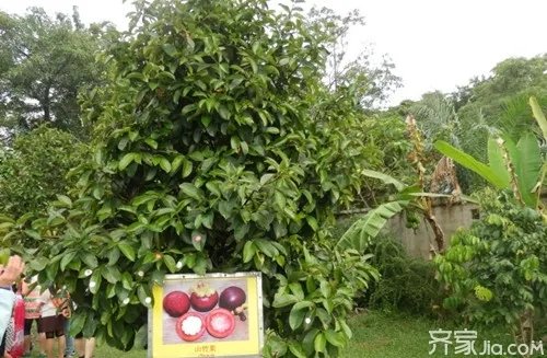 山竹树图片  一起来认识一下山竹树吧