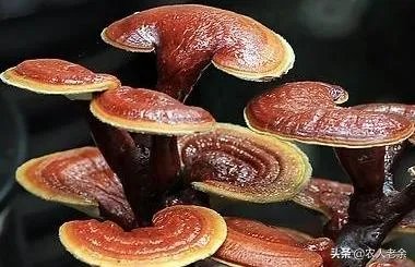 河南哪里种灵芝比较多，成规模？