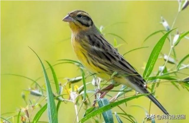 现在广州哪里还可以看到禾花雀？