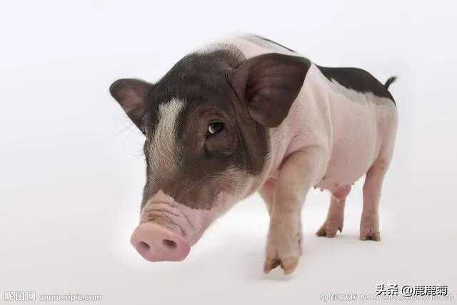 养猪效益怎样？