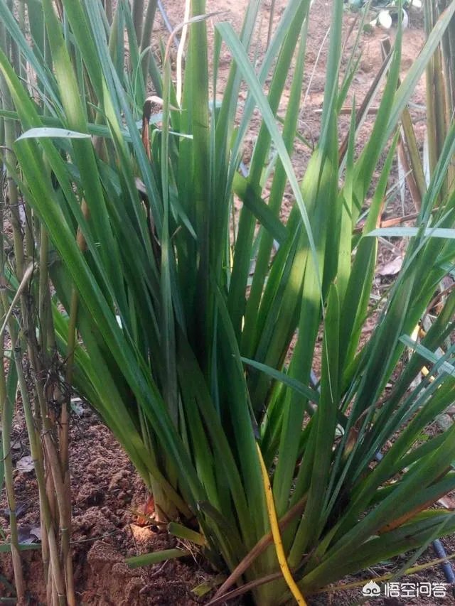 想通过种植什么东西致富，有哪些靠谱的？