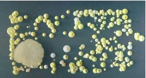 婴儿盖40万睡是怎么回事？