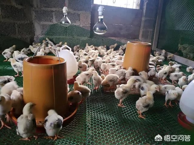 你们农村致富故事有哪些？