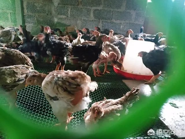 你们农村致富故事有哪些？