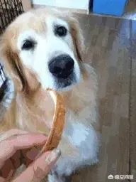 咬死过鸡的金毛会伤人吗？