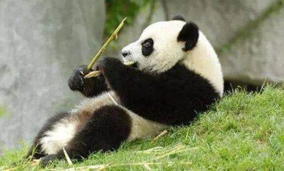 大熊猫雷雷癫痫发作去世是怎么回事 大熊猫去世怎么处理