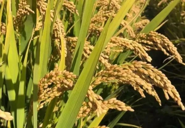 袁隆平宋应星跨越300多年的握手，为何很多网友都看哭了？