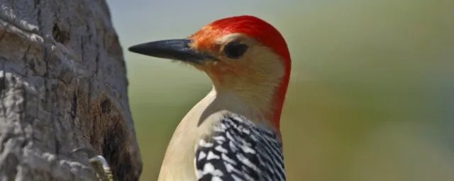 安全帽发明受什么动物 安全帽是根据什么动物研发的