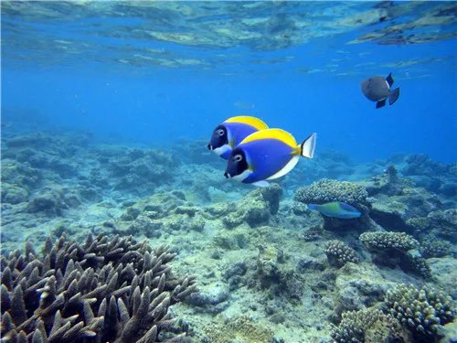 马尔代夫蜜月岛报价要多少钱 马尔代夫景点有哪些