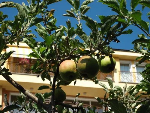 能通话的1200W像素相机 三星W880评测