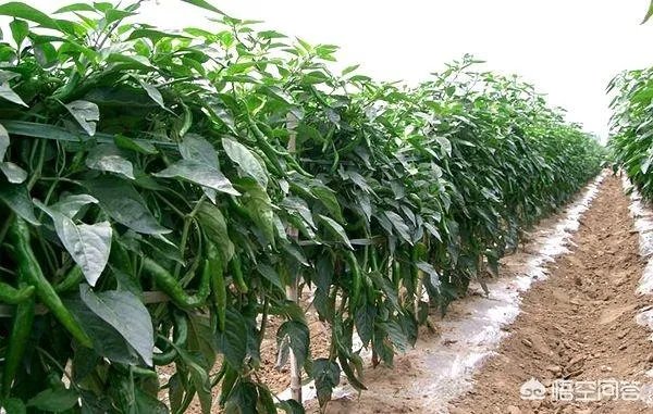 想通过种植什么东西致富，有哪些靠谱的？