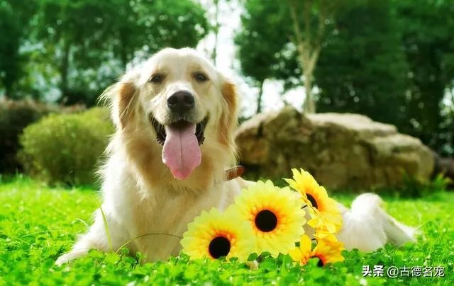 建议全国的公交车普及导盲犬可以坐公交车的知识可以吗?