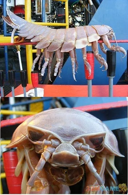 大得难以想象 那些震撼世人的巨型动物