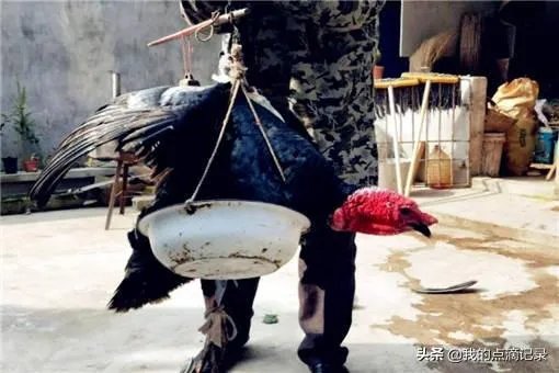 火鸡养殖前景怎么样？