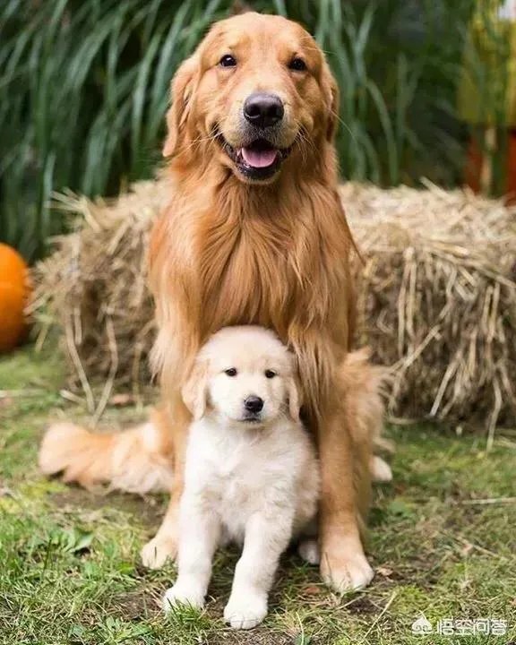 咬死过鸡的金毛会伤人吗？