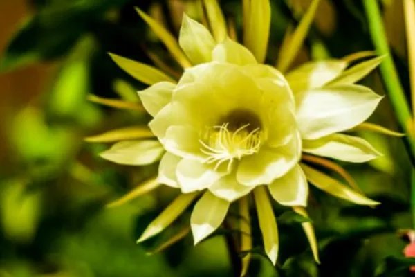 居民家中昙花4个月开了3次，这是什么原因？