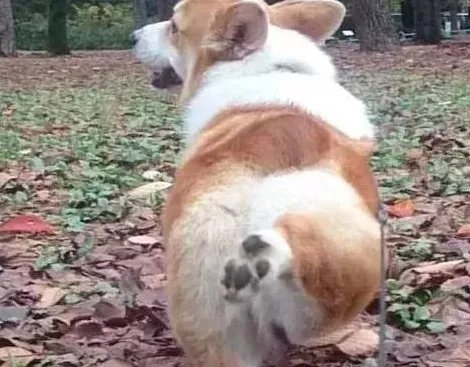 柯基腿这么长正常吗，是不是失格了？