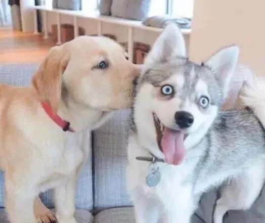 为什么狗狗一见面就先“闻屁股”?