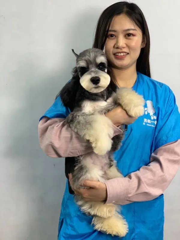 江苏哪家宠物美容学校好