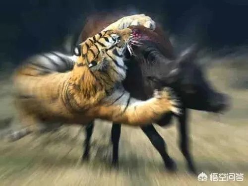 胜之不武是什么动物