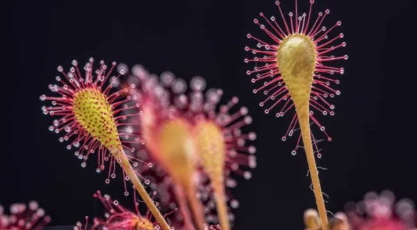 重庆发现吃虫植物“圆叶茅膏菜”，它的生长习性是怎样的？