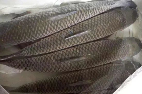 脆皖鱼的营养价值