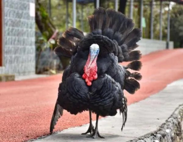 中国为什么不养殖火鸡