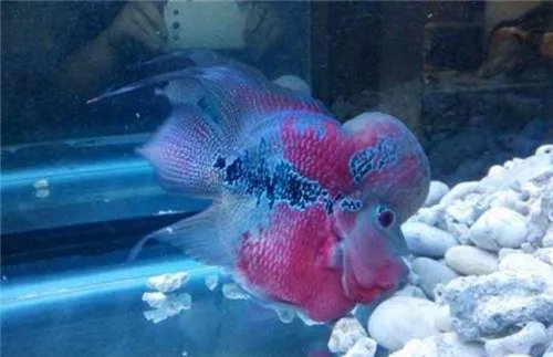 罗汉鱼起头有什么特点 罗汉鱼应该怎样选择呢