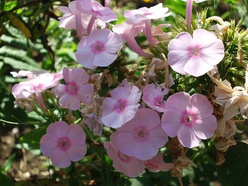 能通话的1200W像素相机 三星W880评测