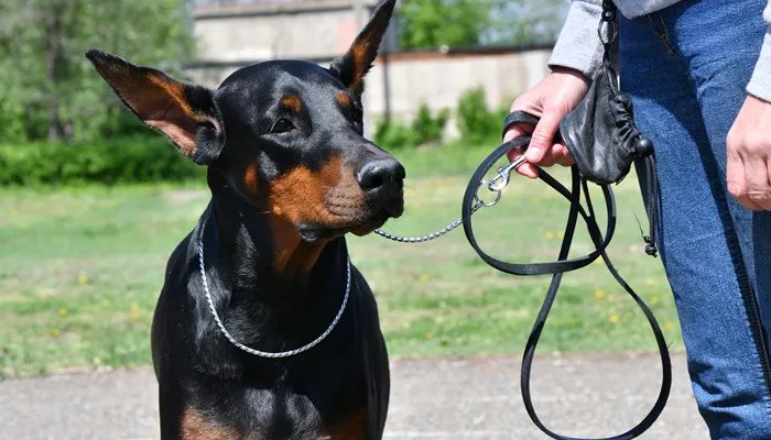什么狗最护主人排行榜榜单 杜宾护主有多强