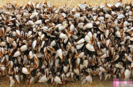 海滩上飘来这 老渔民欣喜若狂!（组图）