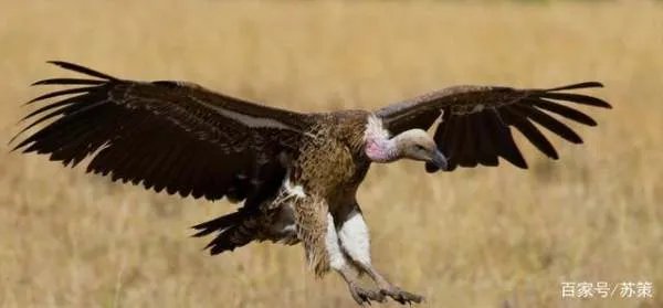 秃鹫肉可以吃吗？